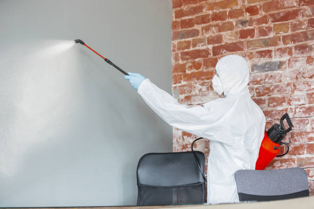 Best Mold Damage Restoration  in El Cenizo, TX